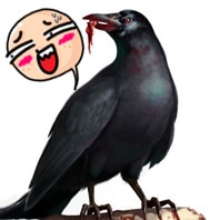 furious crows