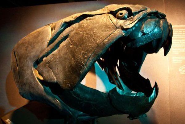 Dunkleosteus (8-10 m) Jurassic period
