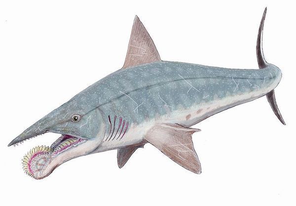 Helicoprion (2-3 m)