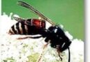 Lapsenes